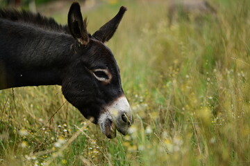 Porträt eines schwarzen Zwergesels im hohen Gras