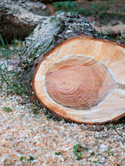 tRee trunk that was cut down with chainsaw