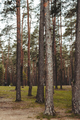 Obraz premium Nature resort photos of beautiful natural landscape - forest - woods, sand.