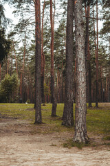 Nature resort photos of beautiful natural landscape - forest - woods, sand.