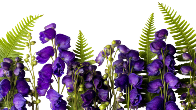 Vibrant purple flowers and ferns arranged for a fresh look