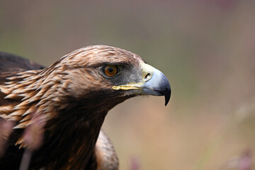 a powerful golden eagle in the mountain on spain