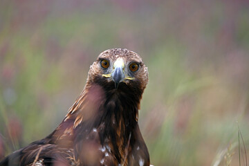 a powerful golden eagle in the mountain on spain