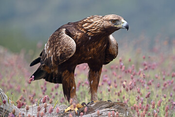 a powerful golden eagle in the mountain on spain