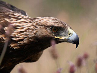 a golden eagle in the mountain on spain
