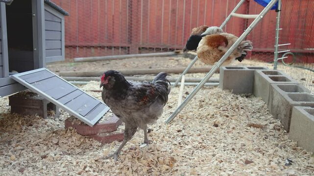Backyard Egg Laying Chickens Outside Coop Sustainable Farming Homesteading
