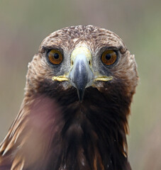 a powerful golden eagle in the mountain on spain