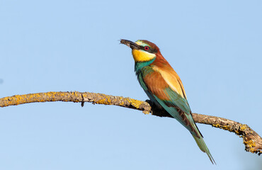 European bee-eater. A bird with its prey sits on a branch against the backdrop of the sky