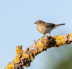 Common chiffchaff, Phylloscopus collybita. The bird sits on a beautiful branch