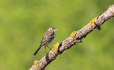 Western Yellow Wagtail, Motacilla flava. A young bird sits on a beautiful branch, green background