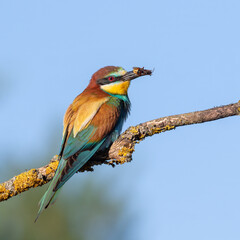 Obraz premium European bee-eater, merops apiaster. A bird sits on a beautiful branch with prey for its chicks