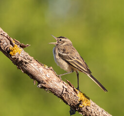 Western Yellow Wagtail. A young bird sits on a branch and sings, beautiful green background
