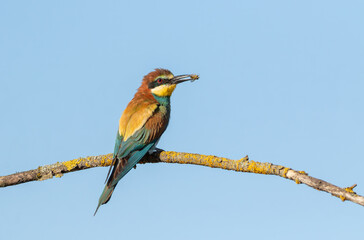 European bee-eater, merops apiaster. The female bird caught prey for her chicks