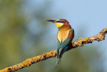European bee-eater, merops apiaster. A bird sits on a branch, holding a bee in its beak