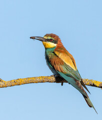 Obraz premium European bee-eater, merops apiaster. A bird sits on a branch, holding a bee in its beak