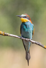 European bee-eater, merops apiaster. Male bird sitting on a branch, beautiful green background