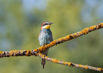 European bee-eater, merops apiaster. A bird sitting on a beautiful branch, wonderful background