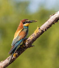 European bee-eater, merops apiaster. A bird with its prey sitting on a branch, beautiful background