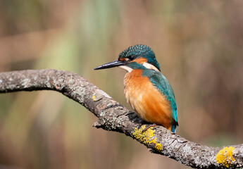 Common kingfisher, Alcedo atthis. A young bird sits on a beautiful branch, flat background