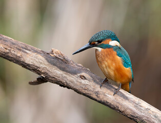 Common kingfisher, Alcedo atthis. The bird looks into the water, waiting for a fish