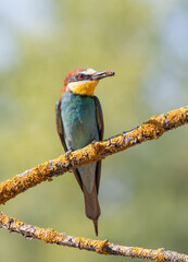 European bee-eater. A bird with prey in its beak sits on a branch near its nest with chicks