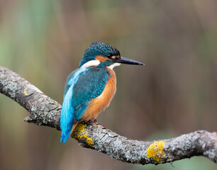 Common kingfisher, Alcedo atthis. A young bird sits on a branch and looks away