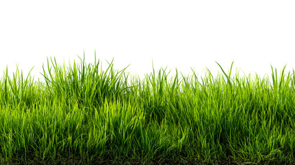 Lush green grass with vibrant blades grows in nature