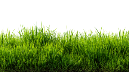 Lush green grass with vibrant blades grows in nature