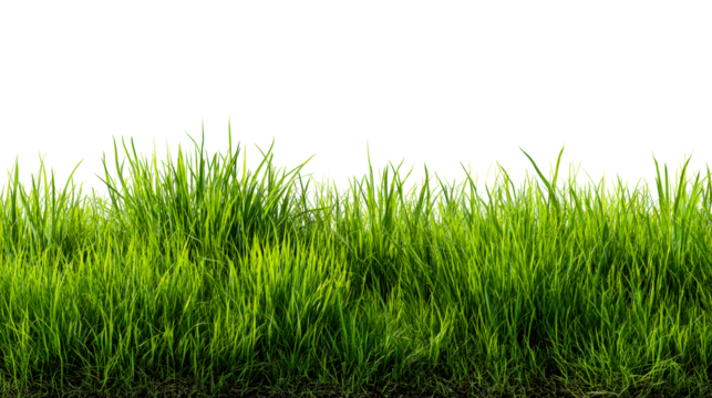 Lush green grass with vibrant blades grows in nature