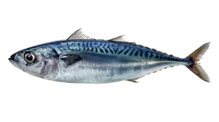 Mackerel fish with a shiny body and transparent background