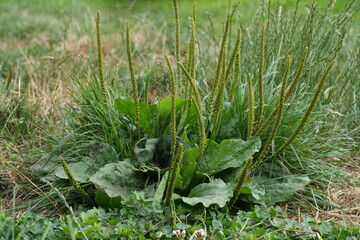 Plantain herbs thrive in a lush meadow, green ribbed leaves and tall slender spires reaching for sunlight in natural harmony. © Henk