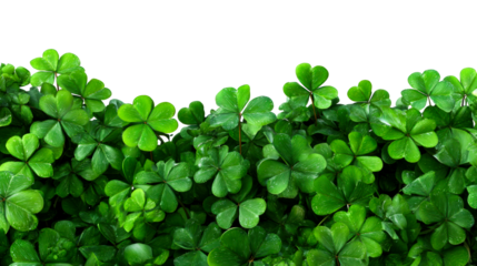 Lush green clovers with a transparent background for decoration