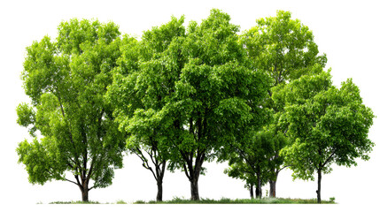 Lush green trees creating a natural canopy in a serene setting