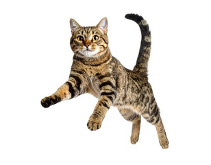 Fototapeta premium Playful tabby cat jumping with extended paws on transparent background