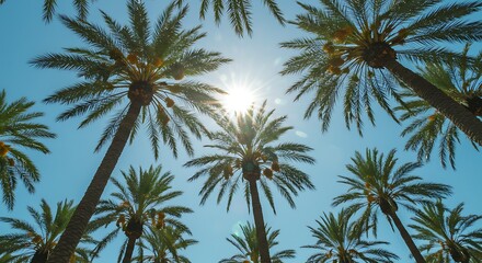 Obraz premium Palm trees reaching toward the clear blue sky with sunlight peeking through, creating a tropical summer paradise vibe.