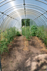 Interior of a greenhouse filled with thriving tomato plants illuminated by soft, natural light
