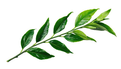 Close-up of a vibrant green plant stem with leaves