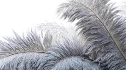 Elegant gray feathers with soft texture on a transparent background