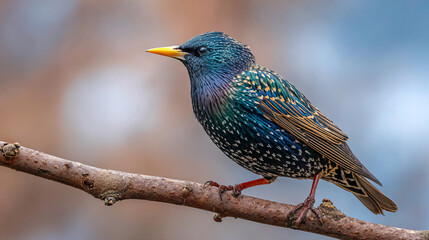 Obraz premium European Starling Perched on Branch