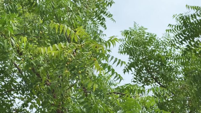 Closeup of the fruit of the neem tree (Azadirachta indica), also known as Nimboli in Hindi, is a smooth, olive-shaped drupe.