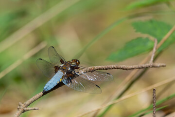Blue dragonfly on a branch