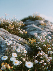 A close-up of wildflowers blooming among rocky terrain under a clear blue sky capturing the beauty of natural mountain landscape