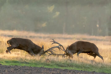 red deer fighting during rut season