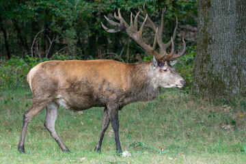 massive red deer stag Hubertus