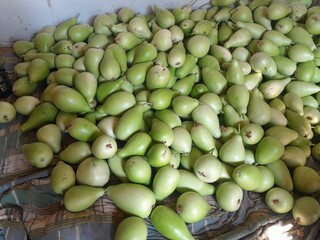 Bottle gourd vegetables in harvesting farm. Healthy nutritional raw vegetable calabash green...