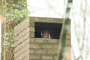 Tawny owl hiding in a chimney
