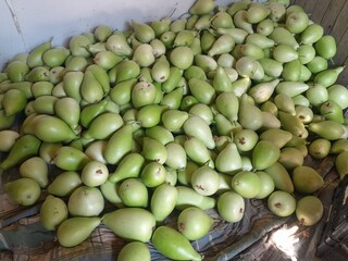 Bottle gourd vegetables in harvesting farm. Healthy nutritional raw vegetable calabash green vegetable.