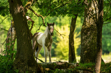 Young horse foal standing between two trees 