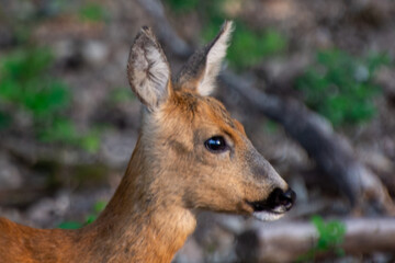 close-up of a small deer
