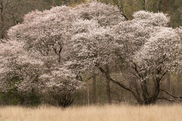 Beautiful currant tree with white flowers
